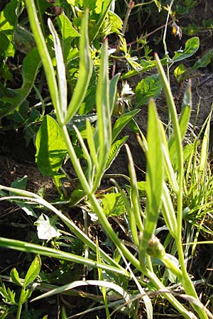 Oenanthe silaifolia \ Wiesensilgen-Wasserfenchel / Narrow-Leaved Water Dropwort, Kreta/Crete Asomatos School 5.4.2015