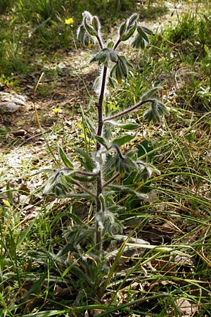 Onosma graeca \ Griechische Lotwurz / Greek Goldendrop, Kreta/Crete Armeni 7.4.2015