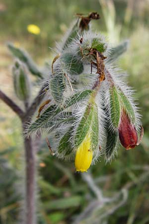 Onosma graeca \ Griechische Lotwurz / Greek Goldendrop, Kreta/Crete Armeni 7.4.2015