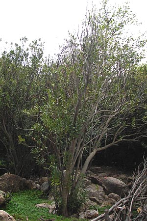 Nerium oleander \ Oleander / Oleander, Rose Bay, Kreta/Crete Zakros - Schlucht / Gorge 8.4.2015