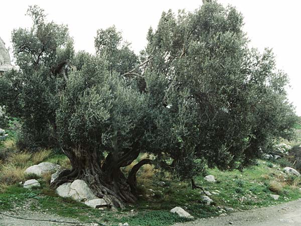 Olea europaea var. europaea \ Ölbaum / Olive, Kreta/Crete Asteroussia 1.1.1999