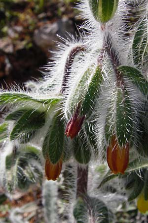 Onosma graeca \ Griechische Lotwurz / Greek Goldendrop, Kreta/Crete Arhanes, Jouhtas 30.3.2015