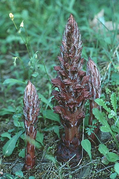 Orobanche sanguinea, Blood-Red Broomrape