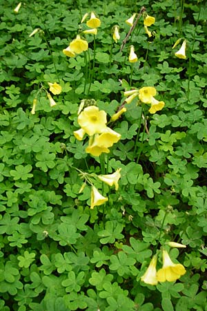 Oxalis pes-caprae \ Nickender Sauerklee, Kreta Zakros - Schlucht 8.4.2015