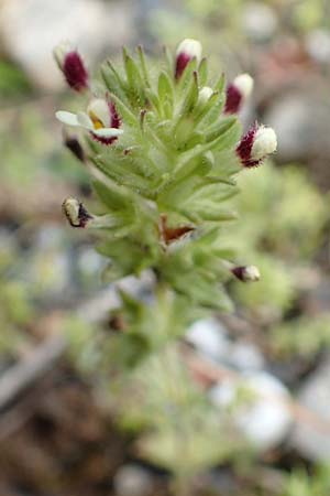 Parentucellia latifolia \ Breitblttrige Parentucellia, Kreta Arhanes, Jouhtas 30.3.2015