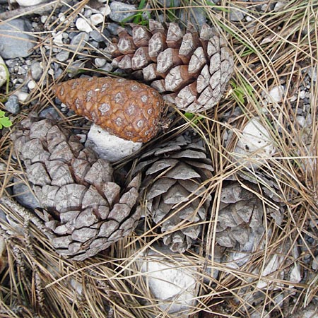 Pinus brutia \ Kalabrische Kiefer, Brutia-Kiefer, Kreta Aradena - Schlucht 4.4.2015