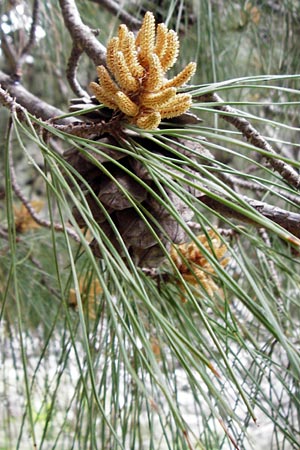 Pinus brutia \ Kalabrische Kiefer, Brutia-Kiefer, Kreta Aradena - Schlucht 4.4.2015