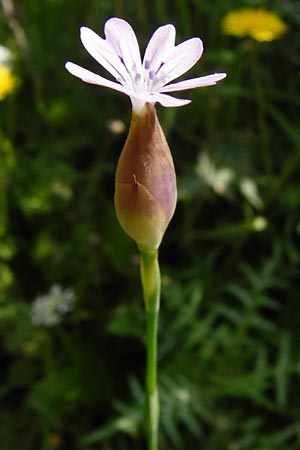 Petrorhagia dubia \ Samt-Felsennelke / Hairy Pink, Velvet Pink, Kreta/Crete Preveli 3.4.2015