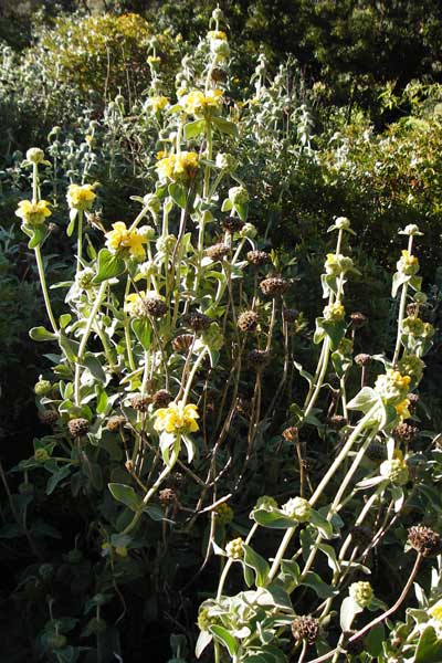 Phlomis fruticosa / Jerusalem Sage, Crete Agios Vasilios 1.4.2015