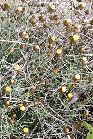 Phagnalon graecum \ Griechische Steinimmortelle / Eastern Phagnalon, Kreta/Crete Preveli 3.4.2015