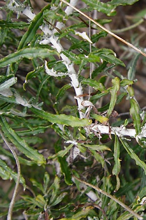 Phagnalon graecum \ Griechische Steinimmortelle / Eastern Phagnalon, Kreta/Crete Preveli 3.4.2015