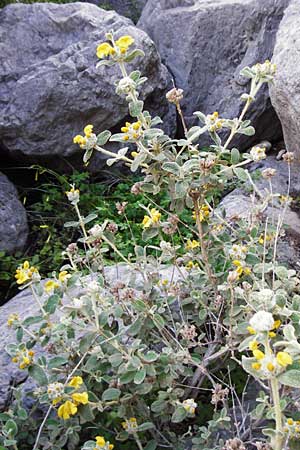 Phlomis lanata \ Wolliges Brandkraut, Kreta Perivolakia - Schlucht 10.4.2015