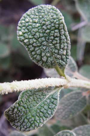 Phlomis lanata \ Wolliges Brandkraut / Wooly Jerusalem Sage, Kreta/Crete Perivolakia - Schlucht / Gorge 10.4.2015