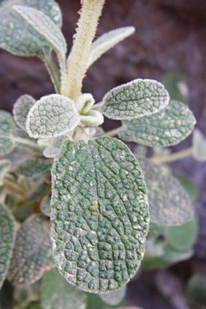 Phlomis lanata \ Wolliges Brandkraut, Kreta Perivolakia - Schlucht 10.4.2015