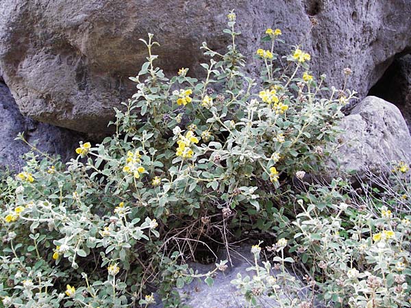 Phlomis lanata \ Wolliges Brandkraut / Wooly Jerusalem Sage, Kreta/Crete Perivolakia - Schlucht / Gorge 10.4.2015