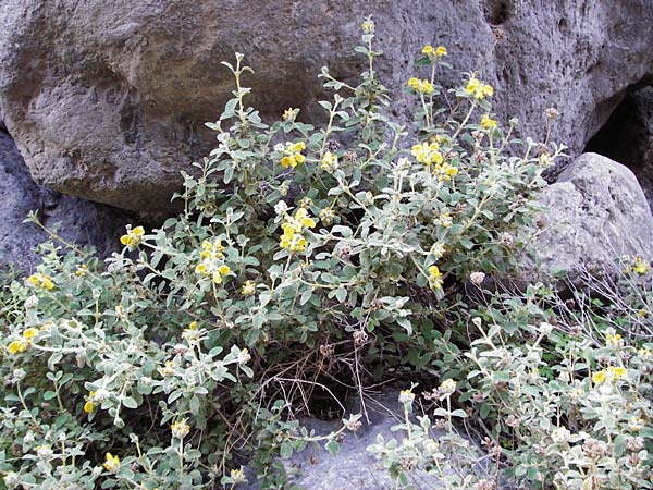 Phlomis lanata \ Wolliges Brandkraut / Wooly Jerusalem Sage, Kreta/Crete Perivolakia - Schlucht / Gorge 10.4.2015