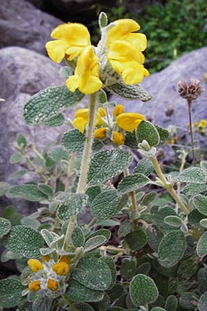 Phlomis lanata \ Wolliges Brandkraut, Kreta Perivolakia - Schlucht 10.4.2015