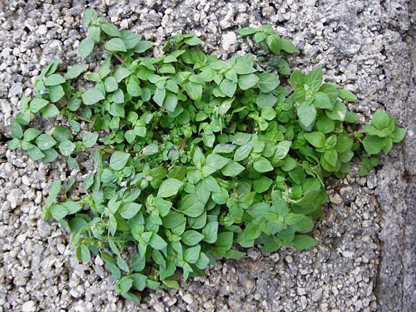 Parietaria cretica \ Kretisches Glaskraut / Cretan Pellitory-of-the-Wall, Kreta/Crete Kritsa 11.4.2015