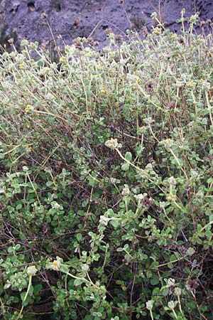 Phlomis lanata \ Wolliges Brandkraut, Kreta Kato Zakros 8.4.2015