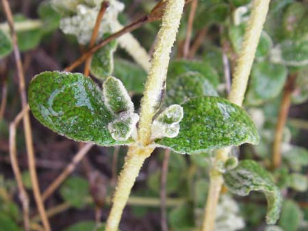 Phlomis lanata \ Wolliges Brandkraut, Kreta Kato Zakros 8.4.2015