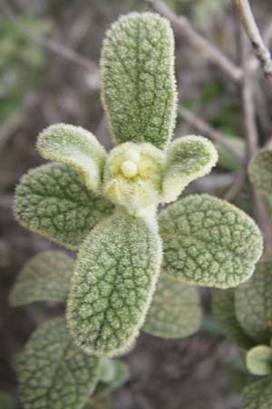 Phlomis lanata \ Wolliges Brandkraut, Kreta Thripti 10.4.2015