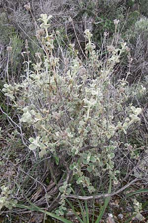 Phlomis lanata \ Wolliges Brandkraut, Kreta Thripti 10.4.2015