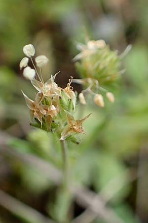 Plantago afra / Fleawort, Crete Arhanes, Jouhtas 30.3.2015