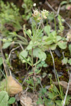 Plantago afra \ Flohsamen-Wegerich, Kreta Arhanes, Jouhtas 30.3.2015