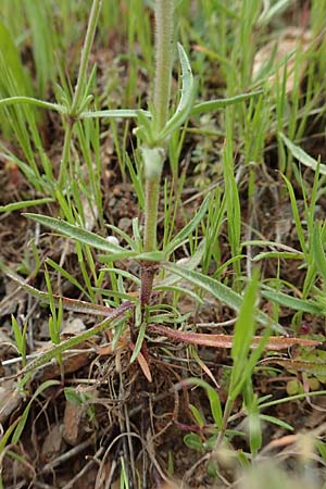 Plantago afra \ Flohsamen-Wegerich / Fleawort, Kreta/Crete Arhanes, Jouhtas 30.3.2015