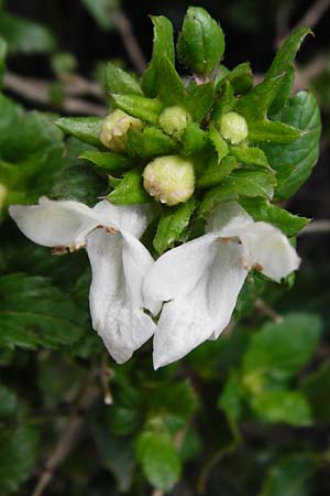 Prasium majus \ Groer Klippenziest / Great Hedge Nettle, Kreta/Crete Arhanes, Jouhtas 30.3.2015