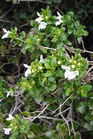 Prasium majus \ Groer Klippenziest / Great Hedge Nettle, Kreta/Crete Arhanes, Jouhtas 30.3.2015