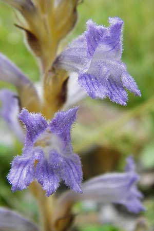 Phelipanche mutelii ? \ Mutels stige Sommerwurz / Mutel's Hemp Broomrape, Dwarf Broomrape, Kreta/Crete Aradena - Schlucht / Gorge 4.4.2015