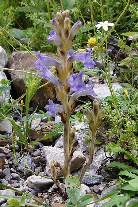 Phelipanche mutelii ? \ Mutels stige Sommerwurz / Mutel's Hemp Broomrape, Dwarf Broomrape, Kreta/Crete Aradena - Schlucht / Gorge 4.4.2015