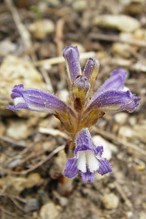 Phelipanche mutelii \ Mutels stige Sommerwurz / Mutel's Hemp Broomrape, Dwarf Broomrape, Kreta/Crete Mirsini 7.4.2015