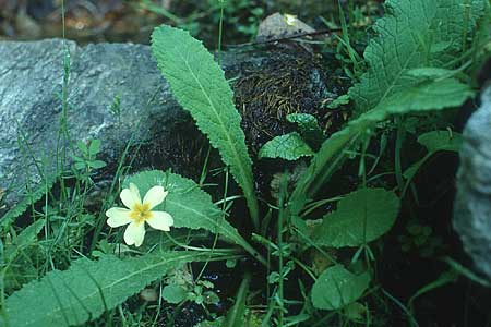 Primula vulgaris \ Stngellose Primel, Kissen-Primel / Primrose, Kreta/Crete Strovles 18.5.1991