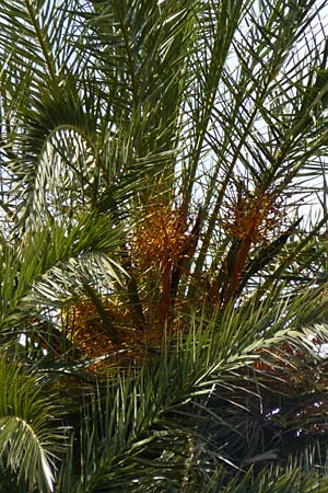 Phoenix theophrasti / Cretan Date Palm, Crete Preveli Beach 3.4.2015