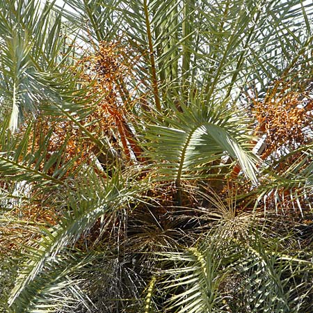 Phoenix theophrasti / Cretan Date Palm, Crete Vai 9.4.2015