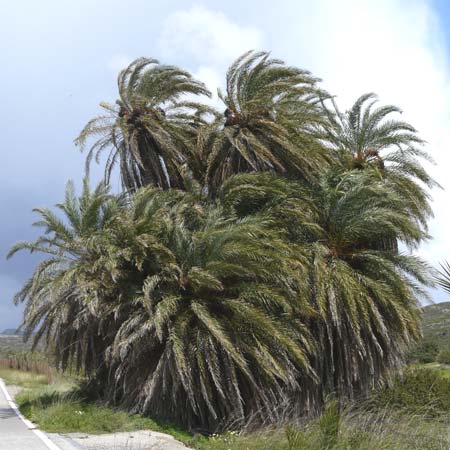 Phoenix theophrasti \ Kretische Dattelpalme / Cretan Date Palm, Kreta/Crete Vai 9.4.2015