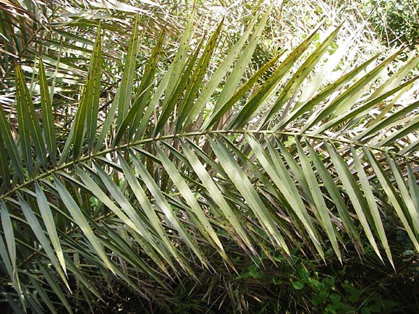 Phoenix theophrasti \ Kretische Dattelpalme / Cretan Date Palm, Kreta/Crete Preveli Strand/Beach 3.4.2015