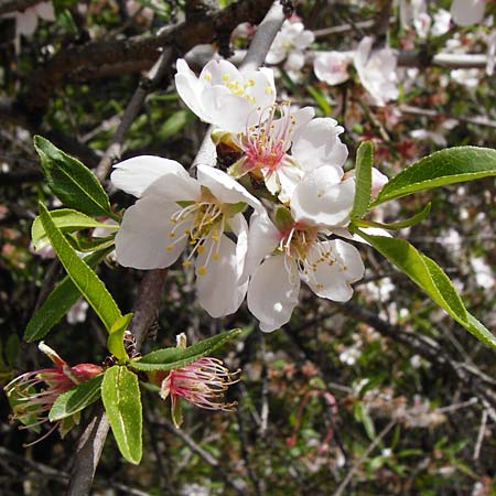 Prunus webbii \ Webbs Mandelbaum / Wild Almond, Kreta/Crete Knossos 30.3.2015