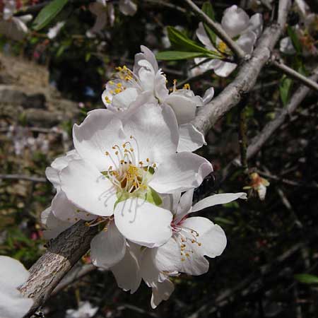 Prunus webbii \ Webbs Mandelbaum / Wild Almond, Kreta/Crete Knossos 30.3.2015