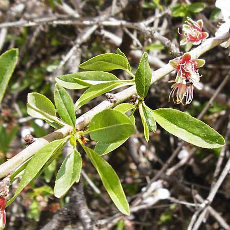 Prunus webbii \ Webbs Mandelbaum / Wild Almond, Kreta/Crete Knossos 30.3.2015