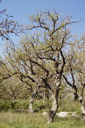 Quercus ithaburensis subsp. macrolepis / Valonian Oak, Tabor Oak, Crete Armeni 7.4.2015