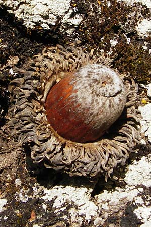 Quercus ithaburensis subsp. macrolepis \ Wallonen-Eiche, Kreta Armeni 7.4.2015