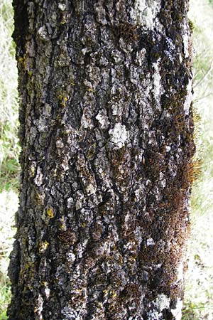 Quercus ithaburensis subsp. macrolepis \ Wallonen-Eiche / Valonian Oak, Tabor Oak, Kreta/Crete Armeni 7.4.2015