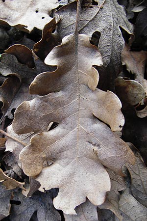 Quercus pubescens \ Flaum-Eiche / White Oak, Kreta/Crete Meronas 5.4.2015