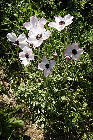 Ranunculus asiaticus var. albus / Persian Buttercup, Turban Buttercup, Crete Knossos 1.4.2015