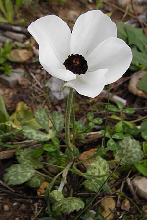 Ranunculus asiaticus var. albus \ Asiatischer Hahnenfu, Kreta Zakros - Schlucht 8.4.2015