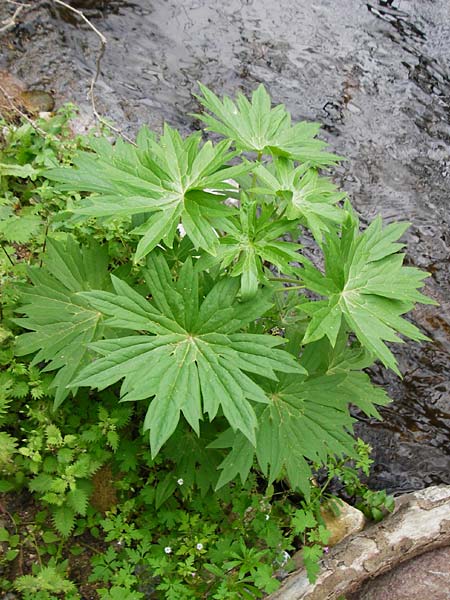 Staphisagria macrosperma \ Stephanskraut, Mittelmeer-Rittersporn, Kreta Zakros - Schlucht 8.4.2015