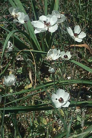 Ranunculus asiaticus var. albus \ Asiatischer Hahnenfu / Persian Buttercup, Turban Buttercup, Kreta/Crete Knossos 3.4.1990